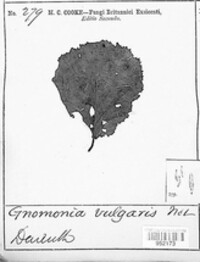 Gnomonia gnomon image